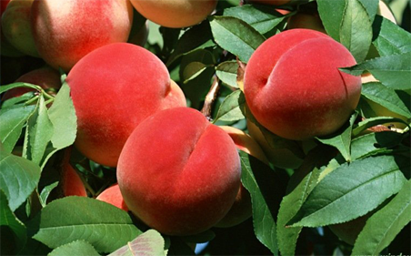F006-PESCHE